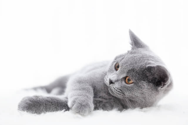 横浜(関内・元町・中華街など)の猫カフェ15選!のサムネイル画像